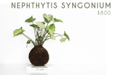 Nephthytis Syngonium - Trueque Market