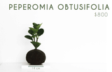 Peperomia Obtusifolia - Trueque Market