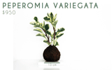 Peperomia Variegata - Trueque Market