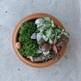 Terrario Lillipot | Kit con Plantas - Trueque Market