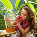 Terrario Lillipot | Kit con Plantas - Trueque Market